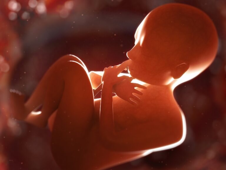 Kích thước thai qua các tuần | Cập nhật mới nhất 2025